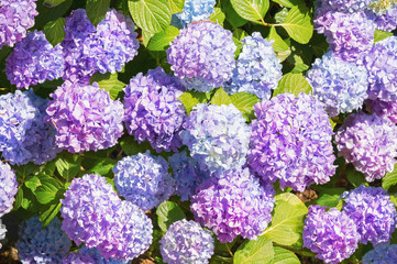 Flowers of Hydrangea ( Hydrangea macrophylla ) in the garden on sunny summer day