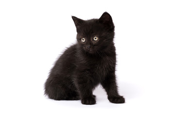 Beautiful black kitten on a white background