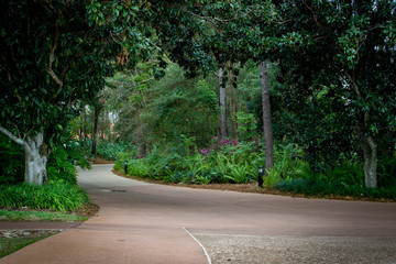 Walkway through greenery in the day