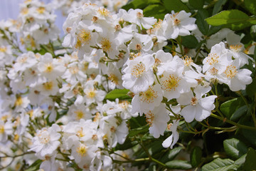 Rosa sempervirens, evergreen rose -beautiful white flowers of a green bush in the garden in summer 