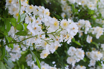 Rosa sempervirens, evergreen rose -beautiful white flowers of a green bush in the garden in summer 