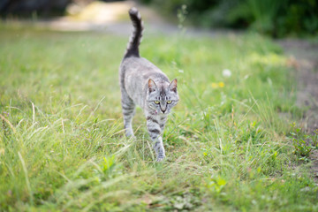 可愛い猫