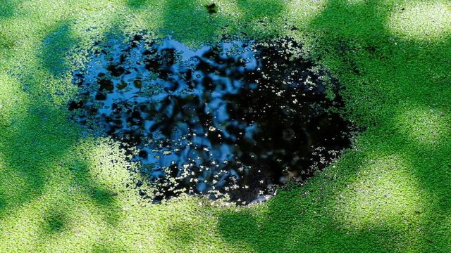 The meditative movement of green duckweed in water from the edges to the center in the morning sunlight. Gradual disappearance  of the water surface. The blue sky is reflected in the water. HD