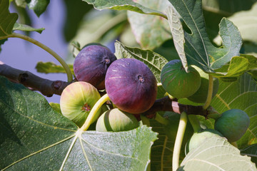 Autumn. Branch of  fig tree ( Ficus carica ) with leaves and bright colorful fruits