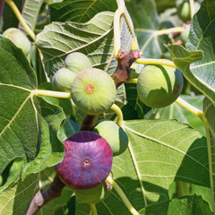 Branch of  fig tree ( Ficus carica ) with leaves and bright colorful fruits  in various stages of ripening