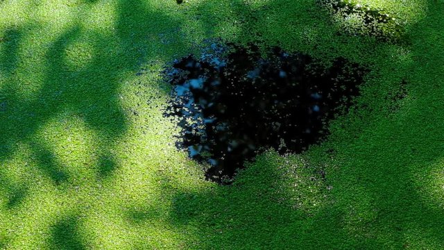 The meditative movement of green duckweed in water from the edges to the center in the morning sunlight. Gradual disappearance  of the water surface. The blue sky is reflected in the water. HD