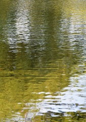 Golden yellow green river lake pond ripples reflection pattern texture