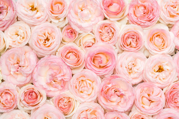 Background image of pink roses. Closeup view