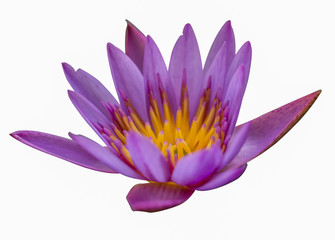 Purple lotus on a white background, flowers, symbols of Buddhism