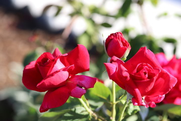 red rose in the garden