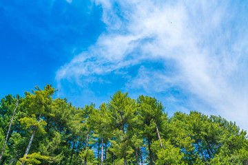 Beautiful pine trees  with blue sky .