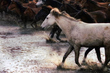 Close up herd of wild horses running in river water in nature