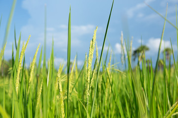 Obraz premium Abstract green paddy rice grass in spring season background concept summer sunshine image, countryside nature view