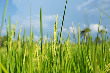 Abstract green paddy rice grass in spring season background concept summer sunshine image, countryside nature view