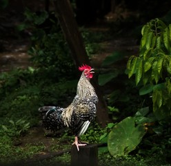 A Rooster Cocka-doodle-dos in The Jungle