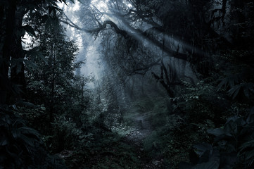 Deep tropical forest in darkness © quickshooting