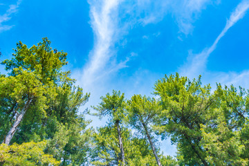 Beautiful pine trees  with blue sky .