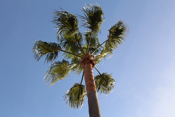 Fototapeta premium Palme