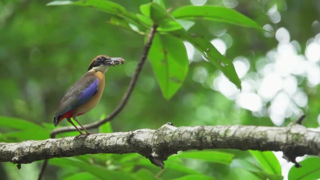 Pitta in the wild with natural blurred background,low angle view. Mangrove pitta bird perching on Rhizophora branch with crab in beak for feeding their new born babies turning head ,hd slow motion.