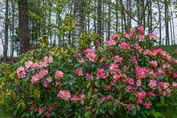 flowers in the garden