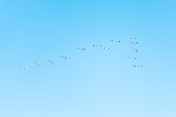 Obraz premium Flying gannet birds isolated against blue sky in Perce, Gaspesie, Gaspe region of Quebec, Canada by Bonaventure Island