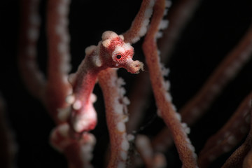 Denise's pygmy seahorse (Hippocampus denise). Underwater macro photography from Romblon, Philippines