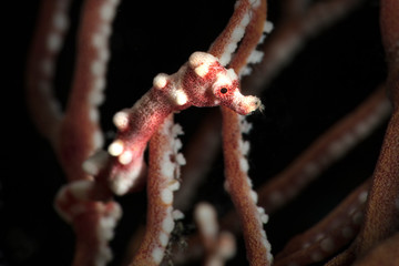 Denise's pygmy seahorse (Hippocampus denise). Underwater macro photography from Romblon, Philippines