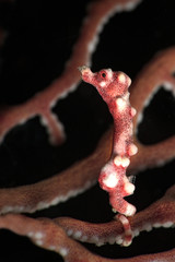 Denise's pygmy seahorse (Hippocampus denise). Underwater macro photography from Romblon, Philippines