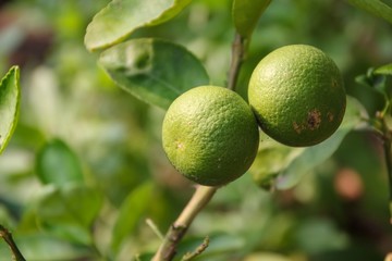 limes on the tree