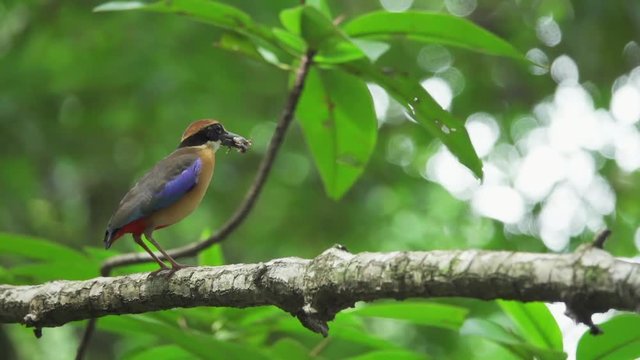 Pitta in the wild with natural blurred background,low angle view. Mangrove pitta bird perching on Rhizophora branch with crab in beak for feeding their new born babies and flying out ,hd slow motion.