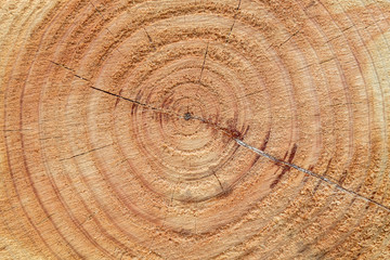 Naklejka premium Brown Cut Wood With Rings Texture