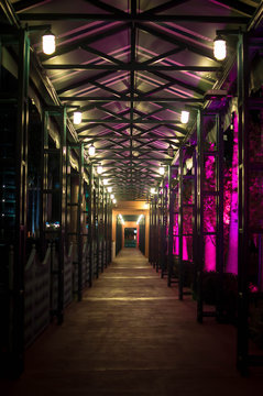 Pink lit trees by outdoor walkway © Jazmine