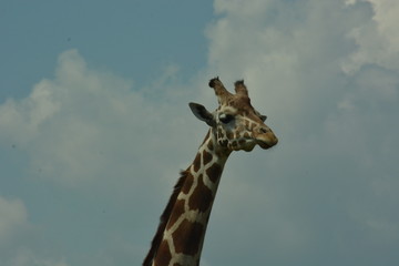 giraffe in the sky