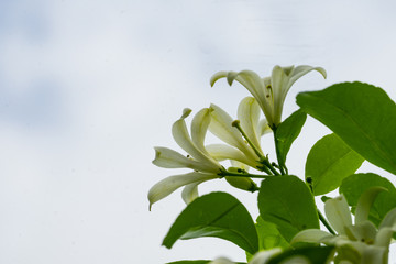 the white fragrance flower namedd orange jasmine on the white background