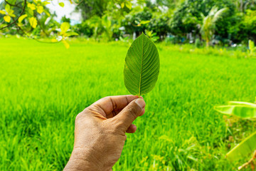 close up kratom leaf in hand on the rice field background
