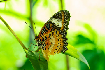 the beautiful butterfly on the green leaves