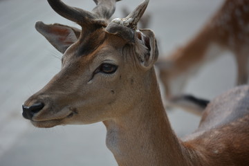 close up deer