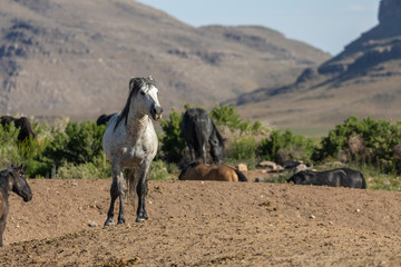 Wild Horses in the Utah Desert in Spring