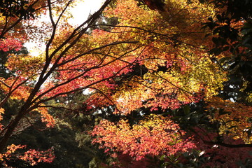 紅葉