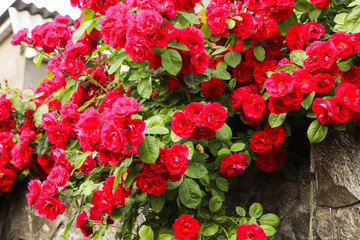 Beautiful red roses on a stone fence in a private house.