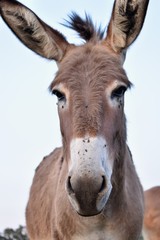 Obraz na płótnie Canvas donkey