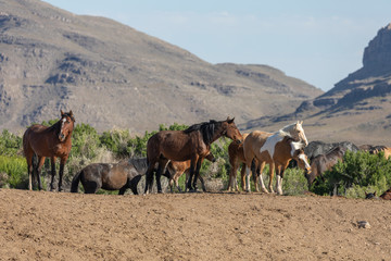 Wild Horses in the Utah Desert in Spring