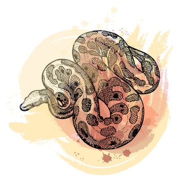 Hand drawn sketch style python isolated on white background. Vector illustration.