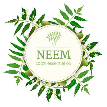 Neem Round Circle badge. leaf branch, flowers and pods. Ayurveda Herb template.
