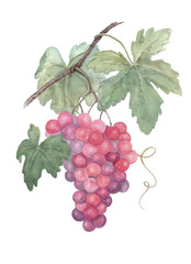 Grapes on branch watercolor painting on white background.