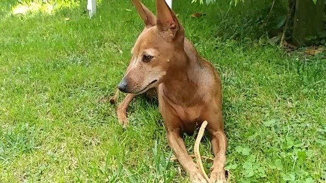 Female Dog Of Domestic Pinscher With Tawny Hair, Red, Brown, Tan Brown. Pet Puppy Playing In The Green Garden And Being Pampered