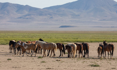 Fototapeta na wymiar Wild Horses in the Utah Desert in Spring