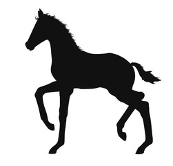 Silhouette of a small foal in side view