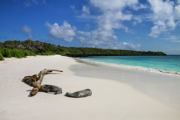 Group of Galapagos sea lions resting on sandy beach in Gardner Bay, Espanola Island, Galapagos National park, Ecuador
