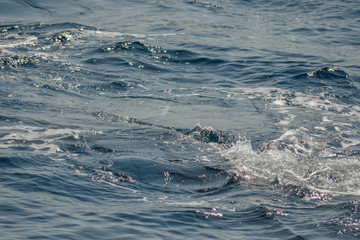 beautiful close up photo shooting of humpback whales in Australia